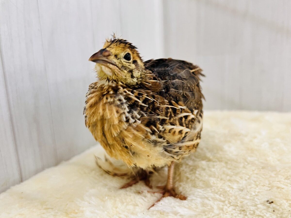 1羽のみ✨️えーっと寝方どうにかなりません？？🤔ウズラのヒヨコ🐣‪入荷しました❤️