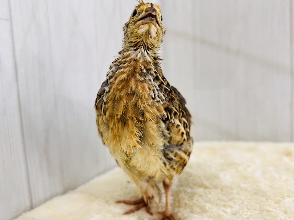 並ウズラ