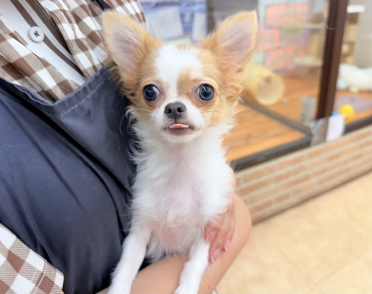 チワワ