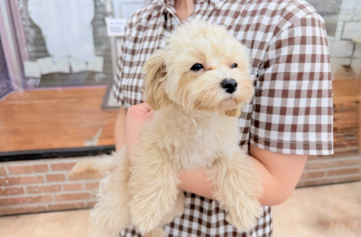 動画あり🎥最新画像📸ハーフ犬(マルチーズ×トイプードル)女の子♪店内お散歩練習中! マルプー