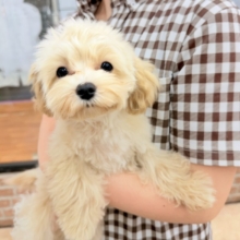 動画あり🎥最新画像📸ハーフ犬（マルチーズ×トイプードル）女の子♪店内お散歩練習中！