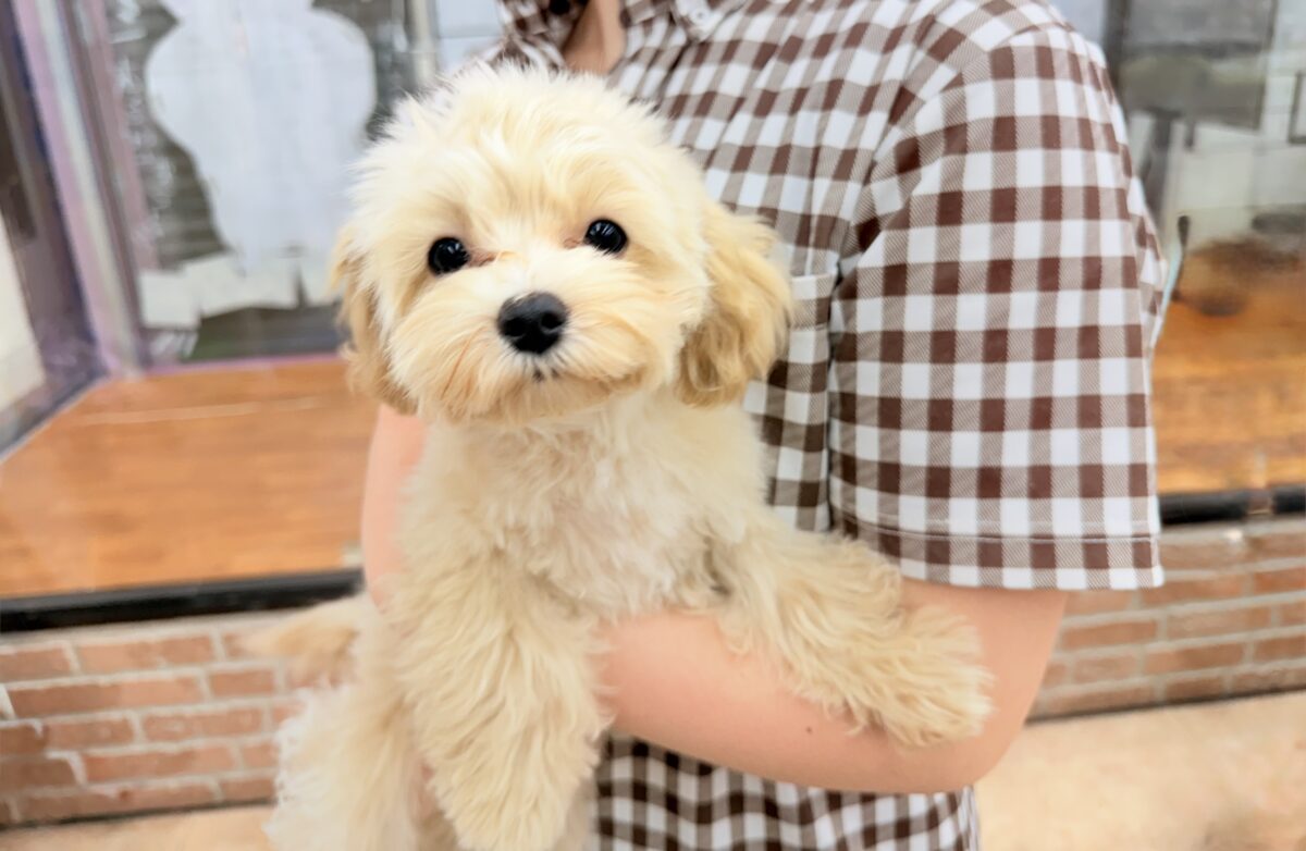 動画あり🎥最新画像📸ハーフ犬（マルチーズ×トイプードル）女の子♪店内お散歩練習中！