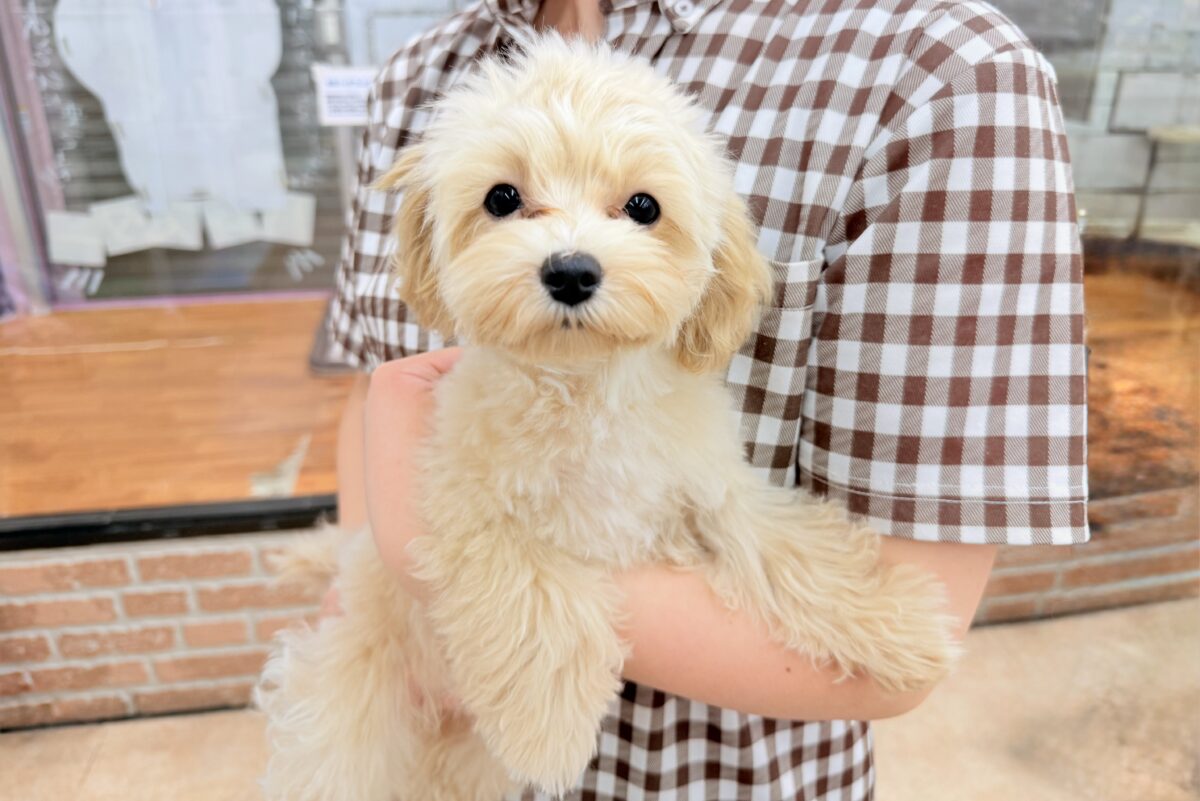動画あり🎥最新画像📸ハーフ犬(マルチーズ×トイプードル)女の子♪店内お散歩練習中! マルプー