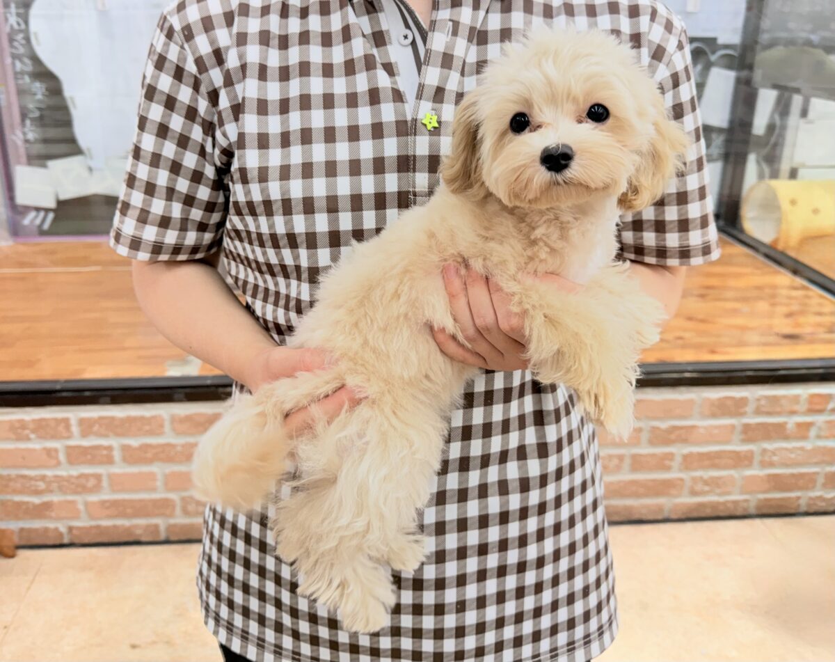 動画あり🎥最新画像📸ハーフ犬(マルチーズ×トイプードル)女の子♪店内お散歩練習中! マルプー
