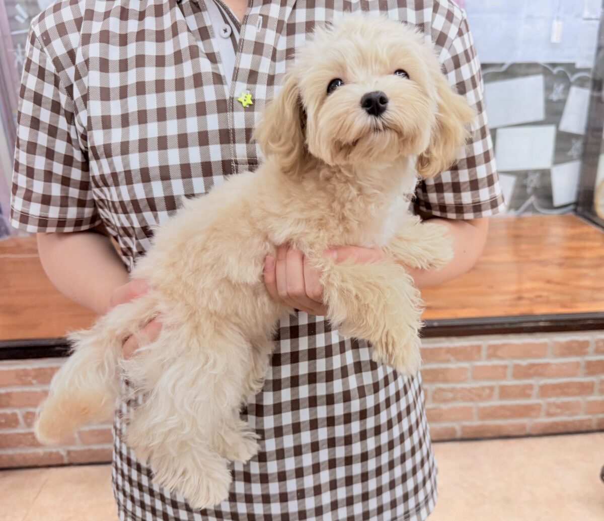 動画あり🎥最新画像📸ハーフ犬(マルチーズ×トイプードル)女の子♪店内お散歩練習中! マルプー