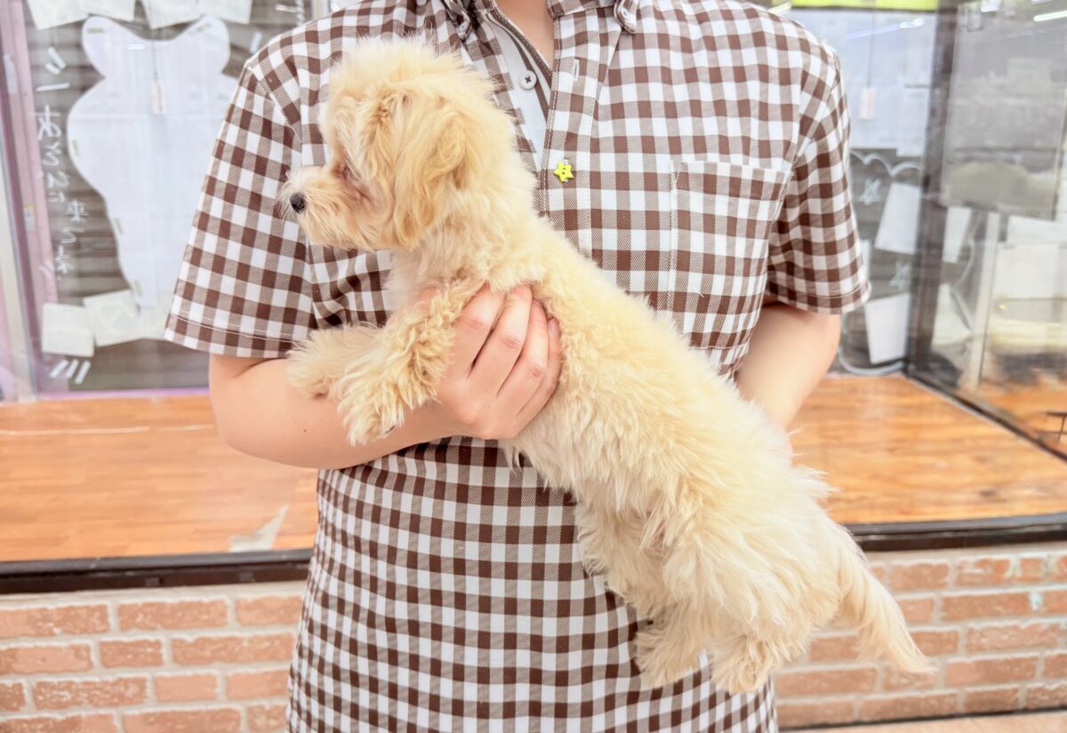 マルプー