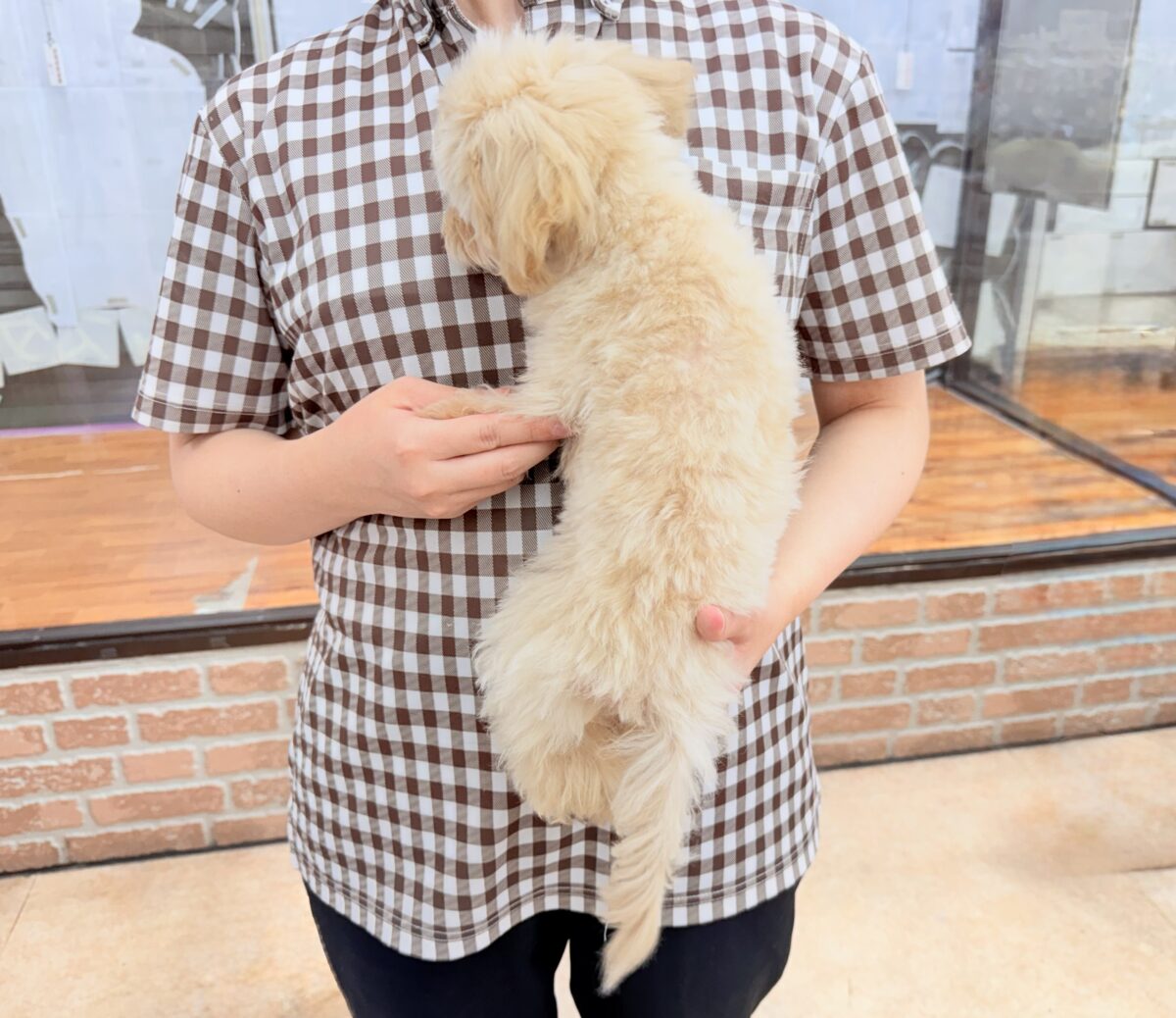 動画あり🎥最新画像📸ハーフ犬(マルチーズ×トイプードル)女の子♪店内お散歩練習中! マルプー