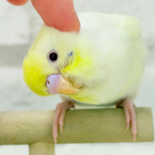 【最新画像更新🪄】レアカラー🪅美しの羽色🪶✨セキセイインコ(ファロー) ヒナ