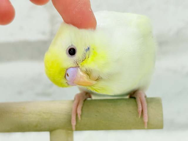 【最新画像・動画更新🪄もうすぐひとり餌‪☆】レアカラー🪅美しの羽色🪶✨セキセイインコ(ファロー) ヒナ