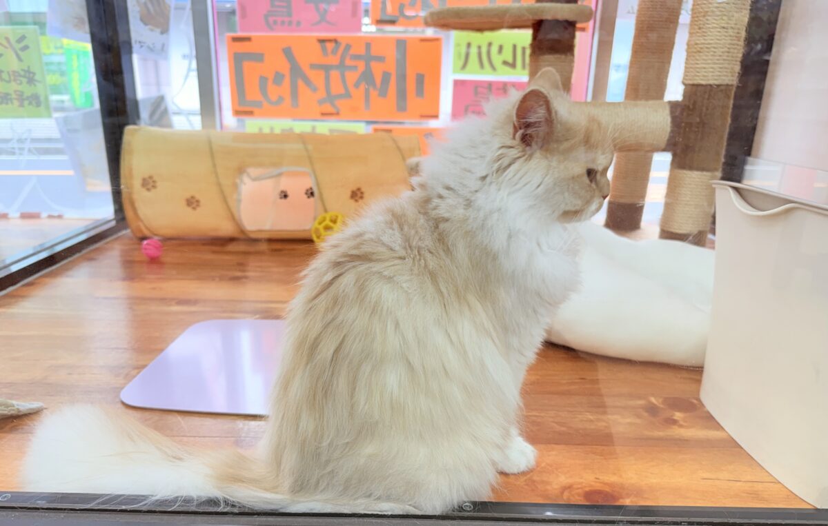 スコティッシュフォールド