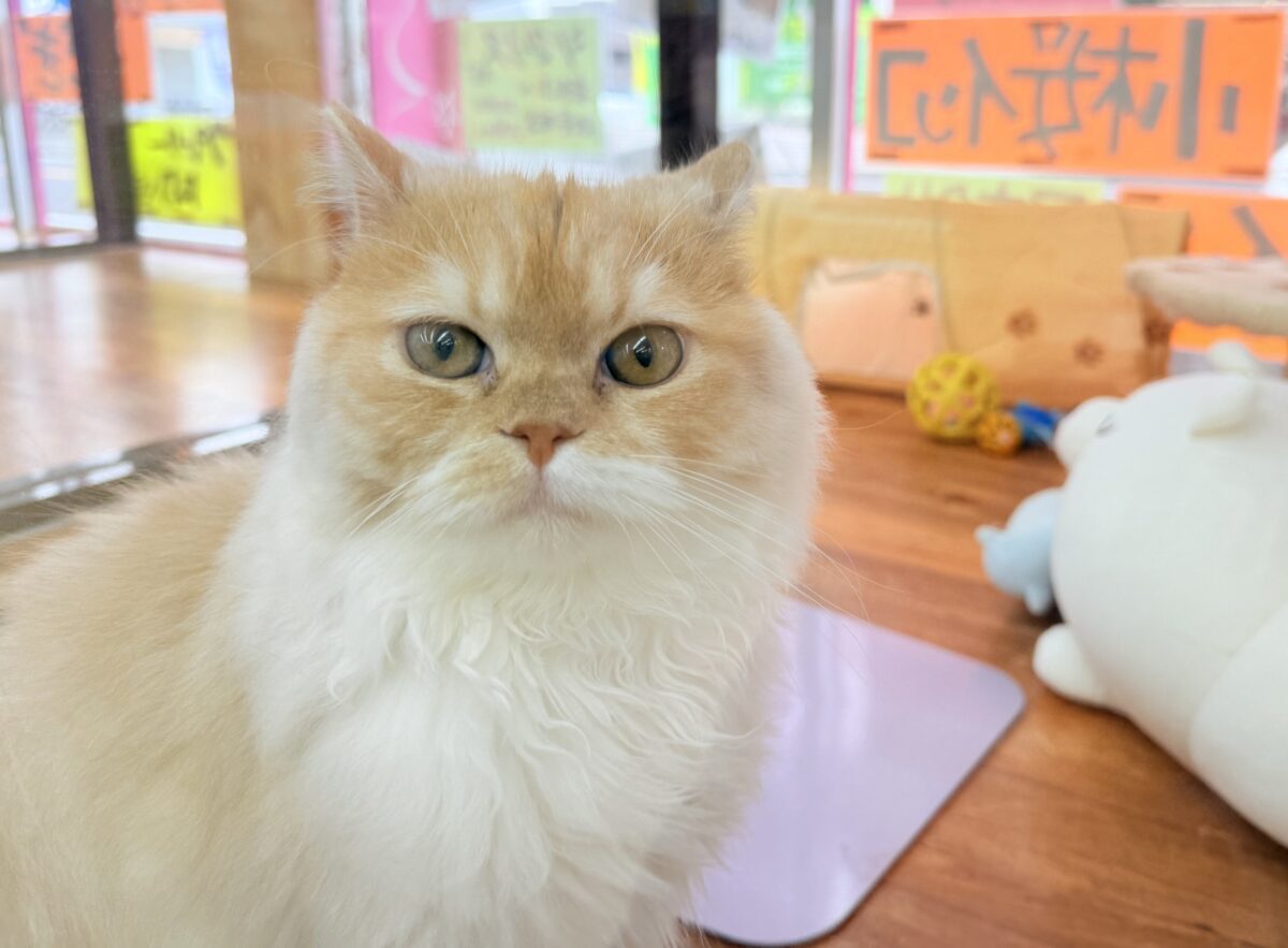 スコティッシュフォールド
