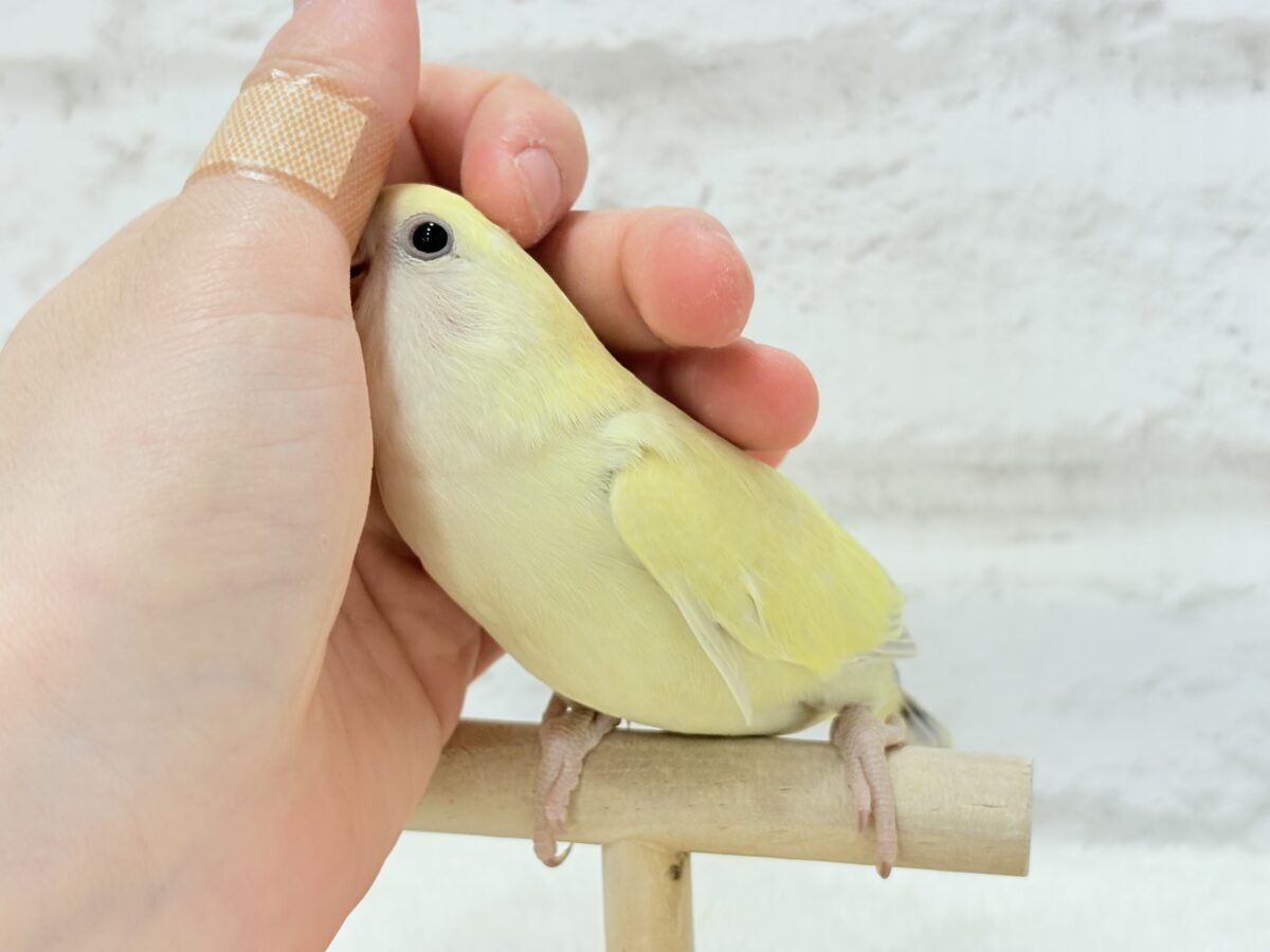 【最新画像更新🪄】ふんわり柔らか癒し系🪅コザクラインコ(シナモン) ヒナ コザクラインコ(小桜インコ)