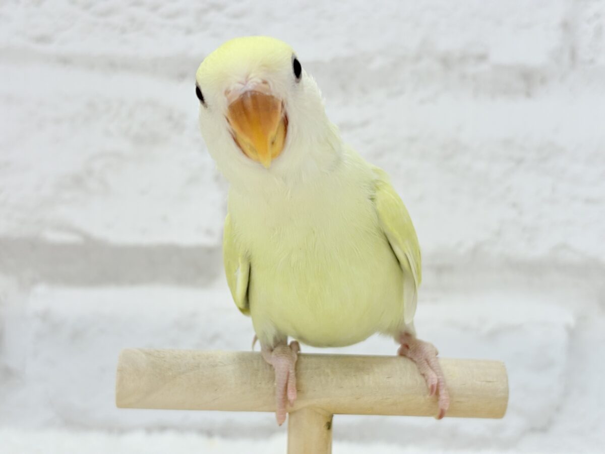 【最新画像更新🪄】ふんわり柔らか癒し系🪅コザクラインコ(シナモン) ヒナ コザクラインコ(小桜インコ)