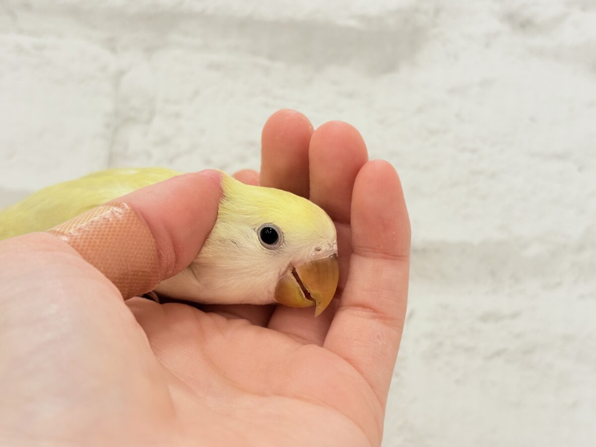 コザクラインコ（小桜インコ）