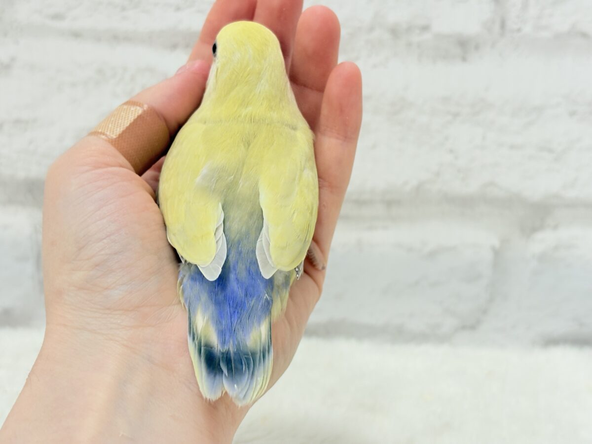 コザクラインコ（小桜インコ）