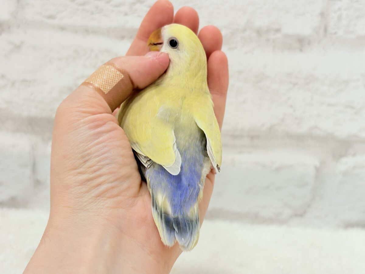コザクラインコ（小桜インコ）