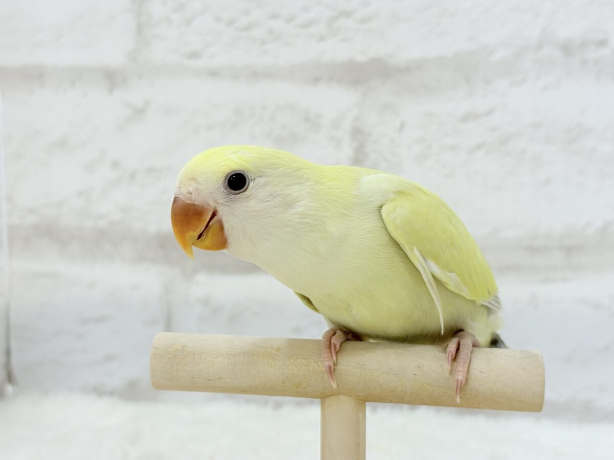 コザクラインコ（小桜インコ）