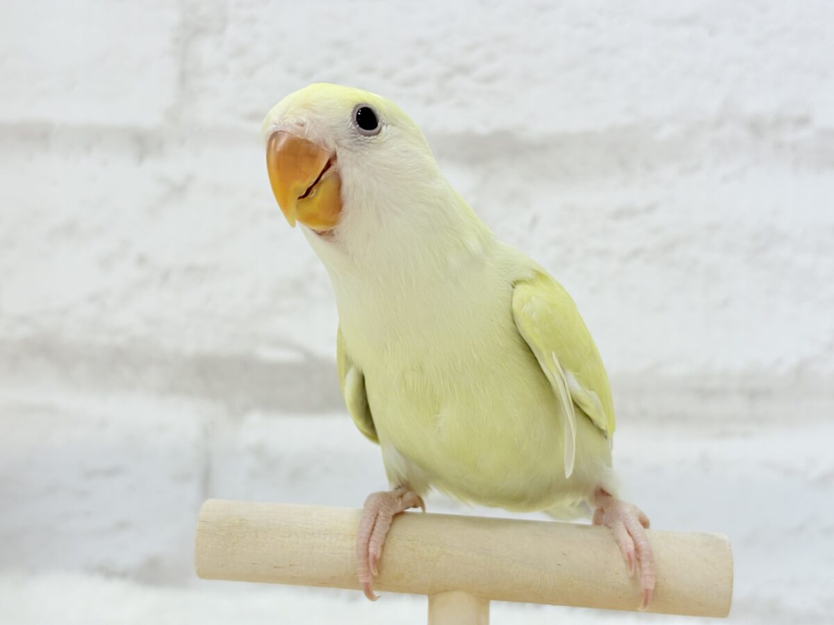 【最新画像更新🪄】ふんわり柔らか癒し系🪅コザクラインコ(シナモン) ヒナ コザクラインコ(小桜インコ)