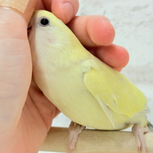 【最新画像更新🪄】ふんわり柔らか癒し系🪅コザクラインコ(シナモン) ヒナ
