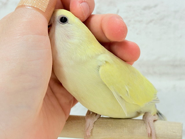 【最新画像更新🪄】ふんわり柔らか癒し系🪅コザクラインコ(シナモン) ヒナ 【最新画像更新🪄】ふんわり柔らか癒し系🪅コザクラインコ(シナモン) ヒナ