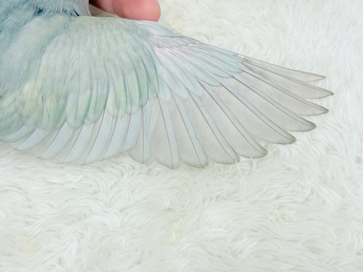 【最新画像更新🪄】ふわふわちゃんの癒しをお届け♡コザクラインコ ヒナ コザクラインコ(小桜インコ)