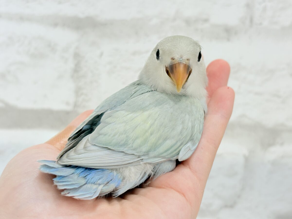 【最新画像更新🪄】ふわふわちゃんの癒しをお届け♡コザクラインコ ヒナ コザクラインコ(小桜インコ)