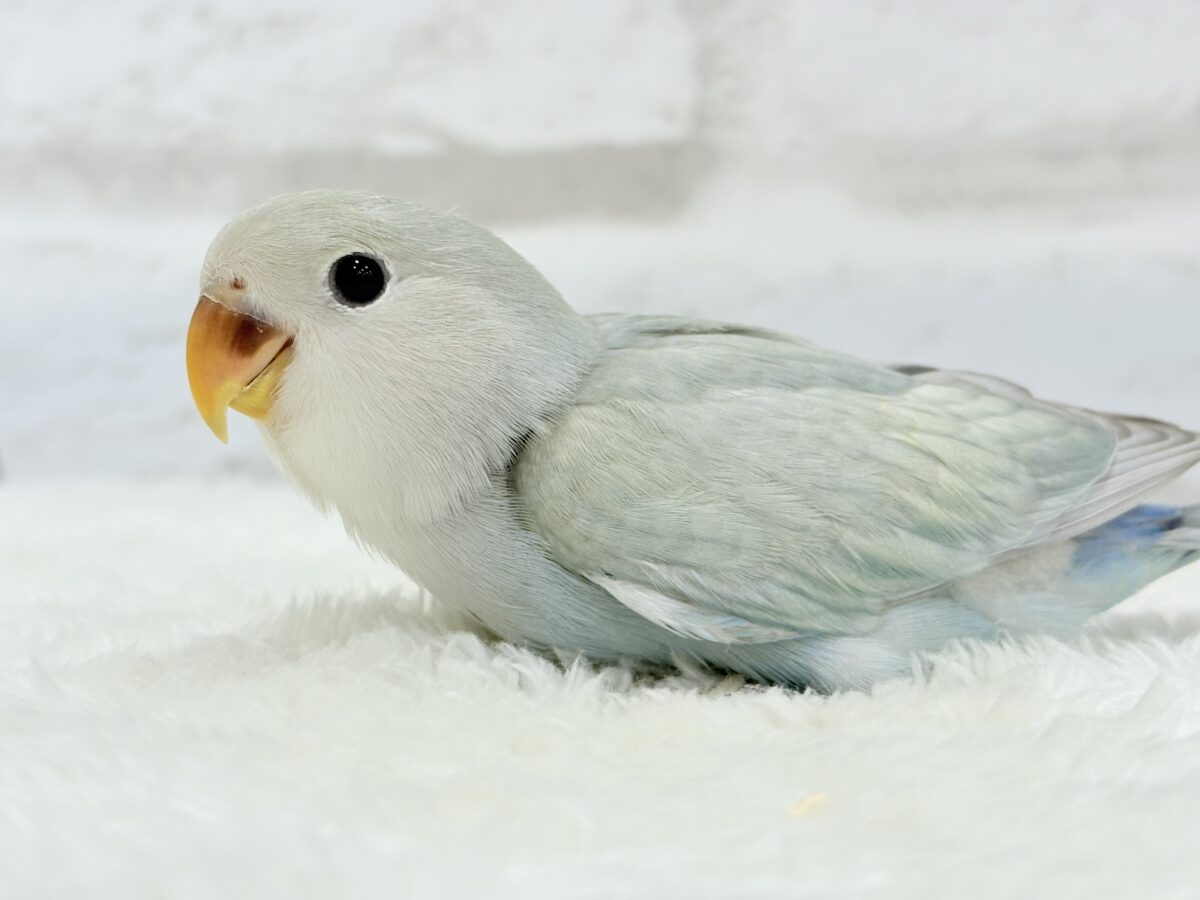 【最新画像更新🪄】ふわふわちゃんの癒しをお届け♡コザクラインコ ヒナ コザクラインコ(小桜インコ)