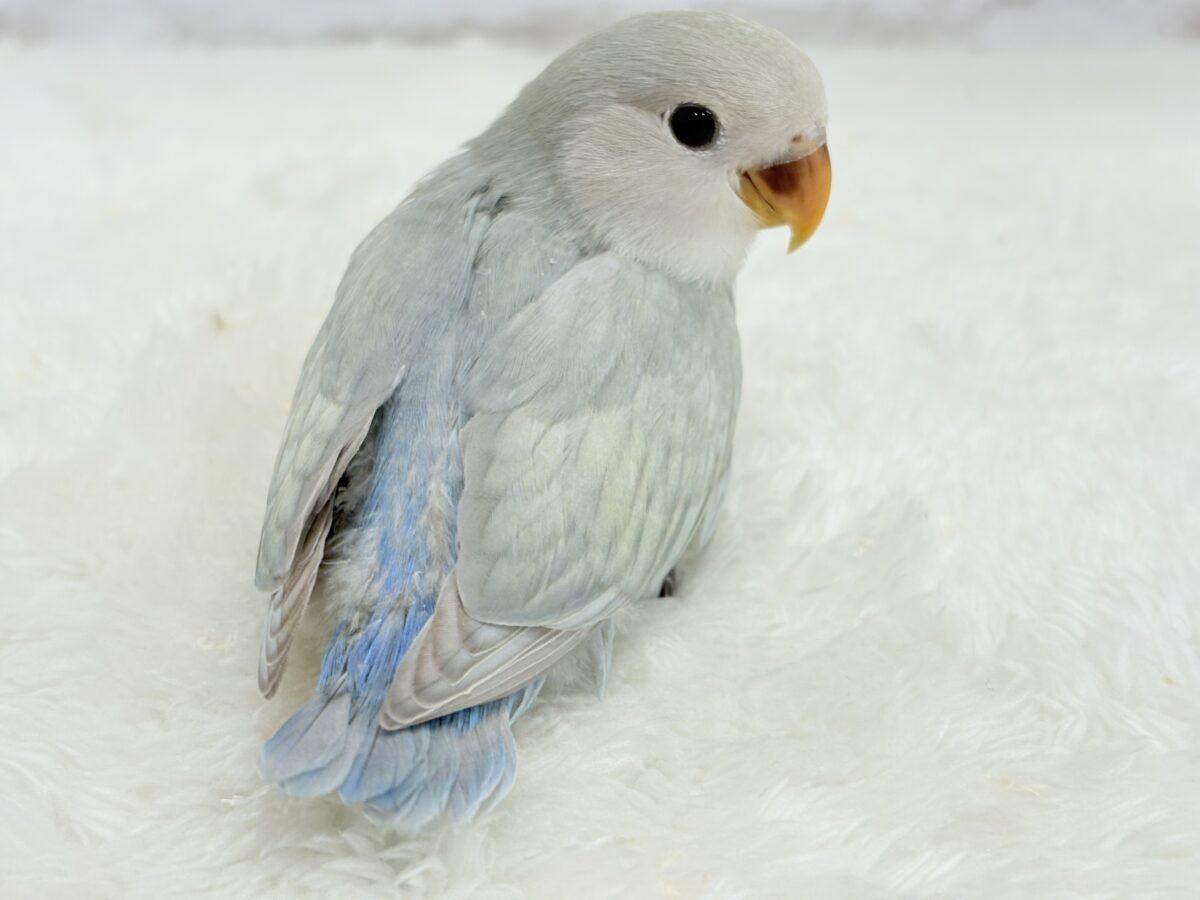 【最新画像更新🪄】ふわふわちゃんの癒しをお届け♡コザクラインコ ヒナ コザクラインコ(小桜インコ)