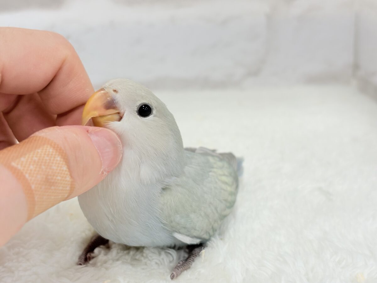 【最新画像更新🪄】ふわふわちゃんの癒しをお届け♡コザクラインコ ヒナ コザクラインコ(小桜インコ)