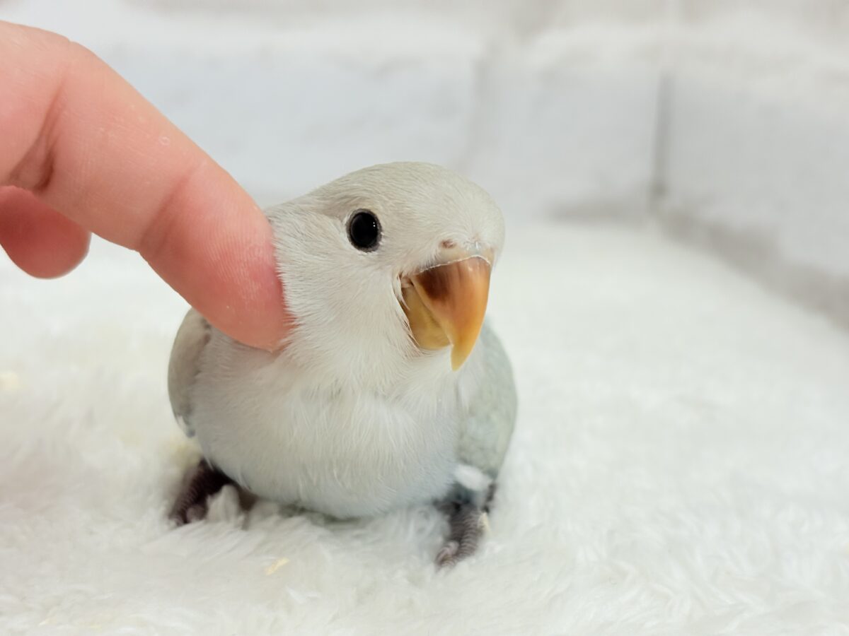 コザクラインコ（小桜インコ）