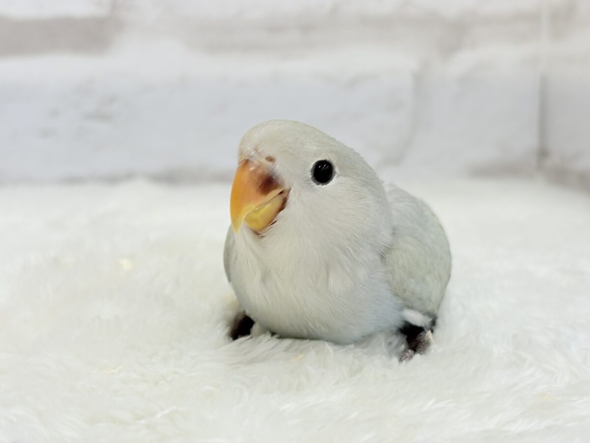 【最新画像更新🪄】ふわふわちゃんの癒しをお届け♡コザクラインコ ヒナ コザクラインコ(小桜インコ)