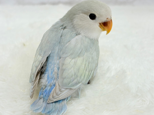 【最新画像更新🪄】ふわふわちゃんの癒しをお届け♡コザクラインコ ヒナ 【最新画像更新🪄】ふわふわちゃんの癒しをお届け♡コザクラインコ ヒナ