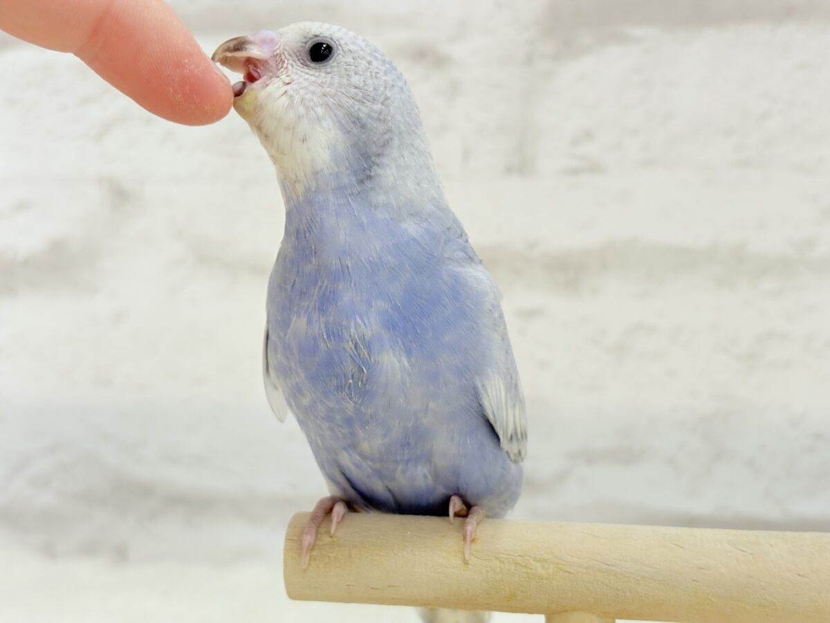 【最新画像・動画更新🪄もうすぐひとり餌☆】可愛さ爆発🐥💥💖セキセイインコ(スパングル) ヒナ セキセイインコ