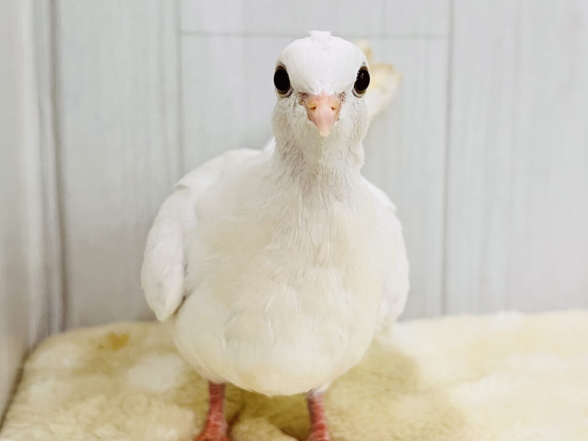 画像更新💓‪キラッと美鳩になりましたよ〜🌟ギンバト