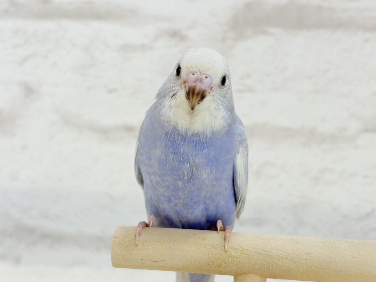 【最新画像・動画更新🪄もうすぐひとり餌☆】可愛さ爆発🐥💥💖セキセイインコ(スパングル) ヒナ セキセイインコ