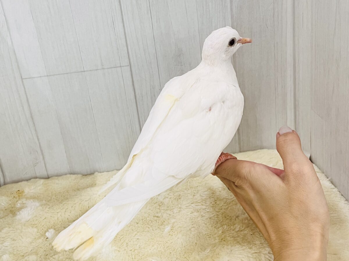 ギンバト
