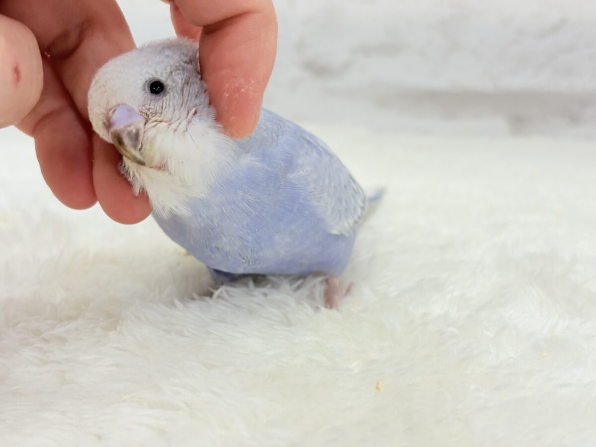 【最新画像・動画更新🪄もうすぐひとり餌☆】可愛さ爆発🐥💥💖セキセイインコ(スパングル) ヒナ セキセイインコ