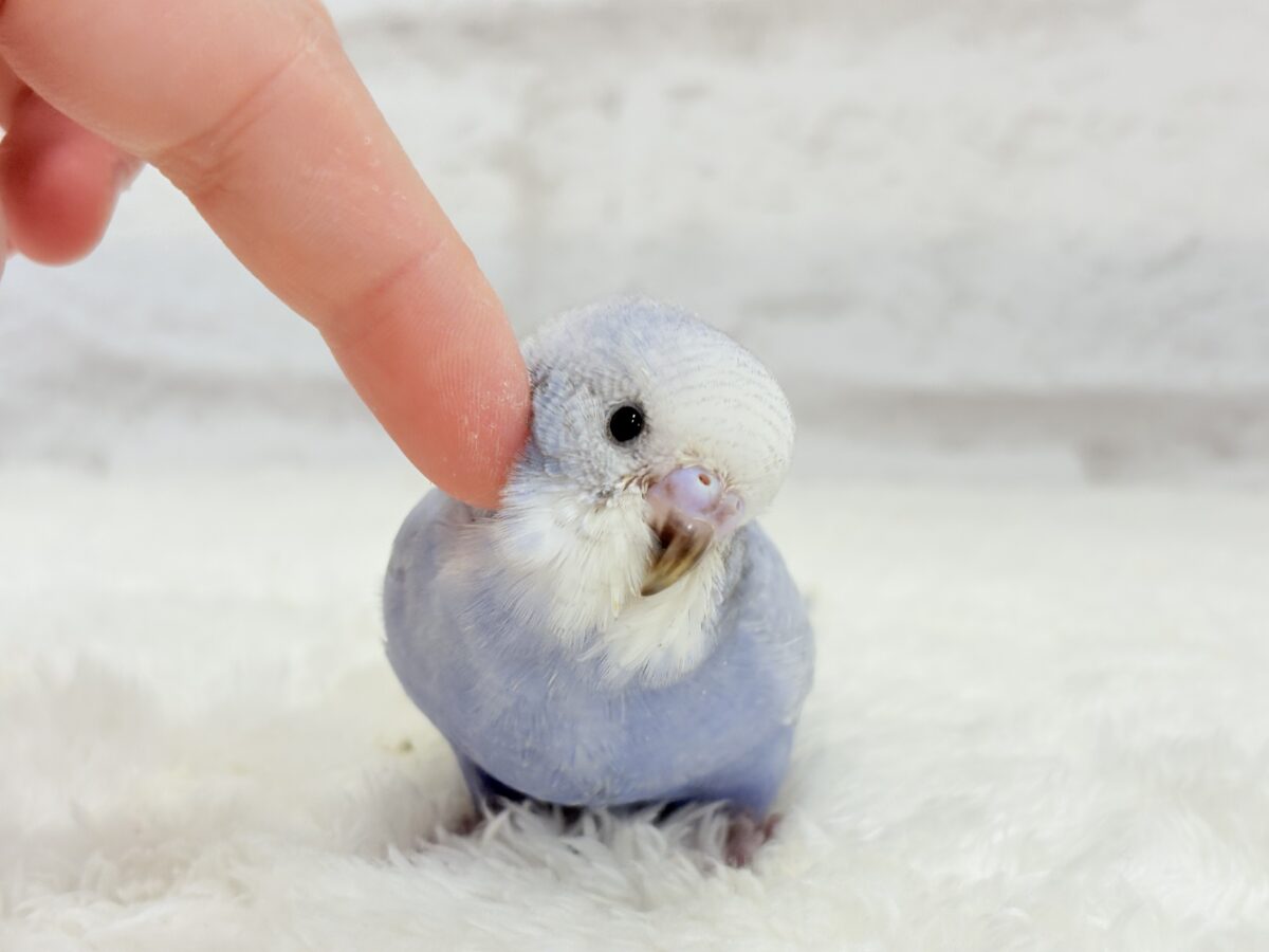 【最新画像・動画更新🪄もうすぐひとり餌☆】可愛さ爆発🐥💥💖セキセイインコ(スパングル) ヒナ セキセイインコ