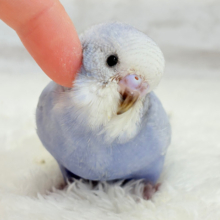 【最新画像更新🪄】可愛さ爆発🐥💥💖セキセイインコ(スパングル) ヒナ