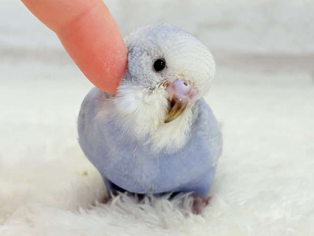 【最新画像・動画更新🪄もうすぐひとり餌☆】可愛さ爆発🐥💥💖セキセイインコ(スパングル) ヒナ 【最新画像・動画更新🪄もうすぐひとり餌☆】可愛さ爆発🐥💥💖セキセイインコ(スパングル) ヒナ
