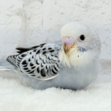 【最新画像更新🪄】おめめきゅるんっ♡未来が楽しみ🪅セキセイインコ(グレーオパーリン) ヒナ