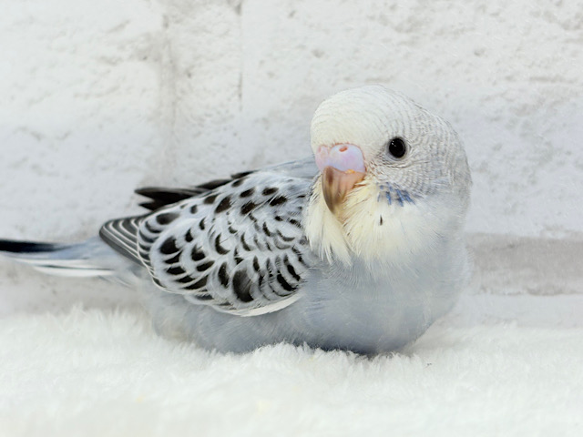 【最新画像更新🪄】おめめきゅるんっ♡未来が楽しみ🪅セキセイインコ(グレーオパーリン) ヒナ