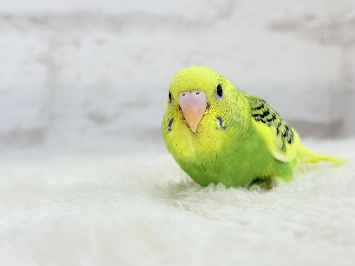 セキセイインコ