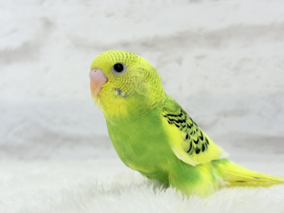 セキセイインコ