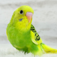 【最新画像更新🪄】ビタミンカラーのお花が咲いた🐣🌼セキセイインコ(パイド) ヒナ