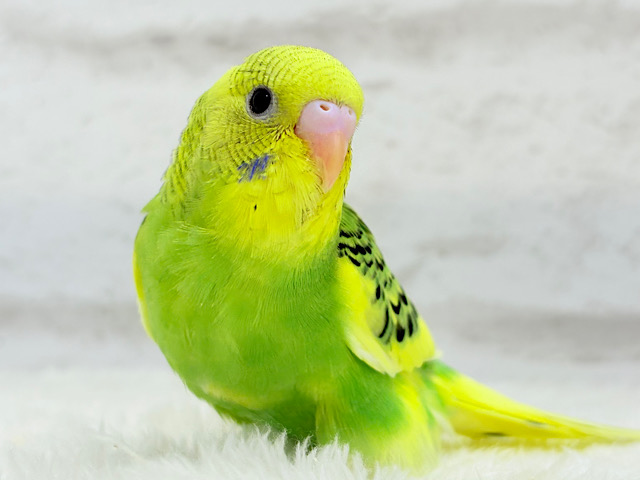 【最新画像更新🪄】ビタミンカラーのお花が咲いた🐣🌼セキセイインコ(パイド) ヒナ
