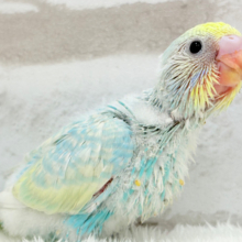 しゅわっと爽やかソーダちゃん🐣🍾セキセイインコ(パステルレインボー) ヒナ