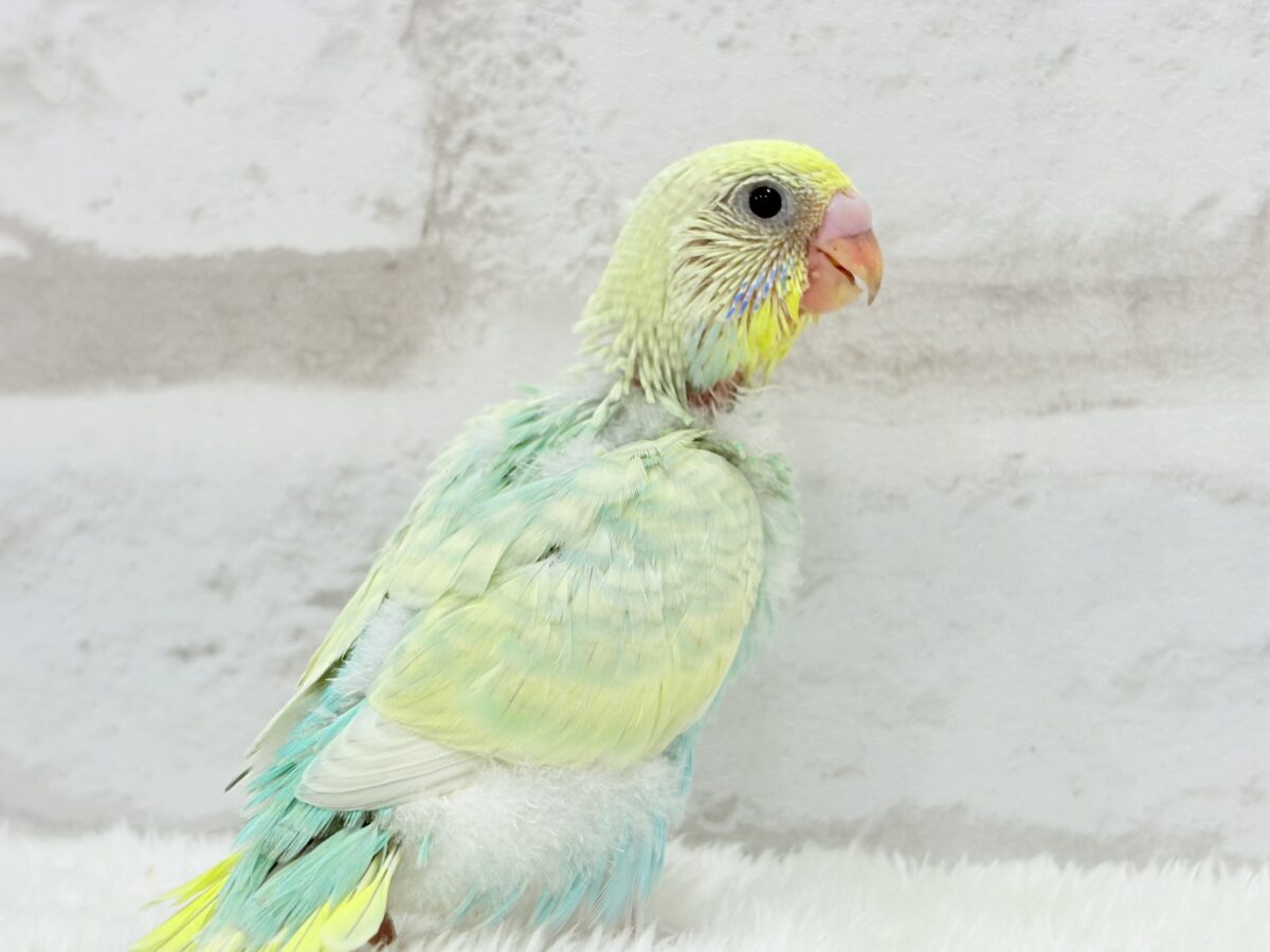 カメラ目線なら任せてね🐣🫧セキセイインコ(パステルカラーレインボー) ヒナ セキセイインコ