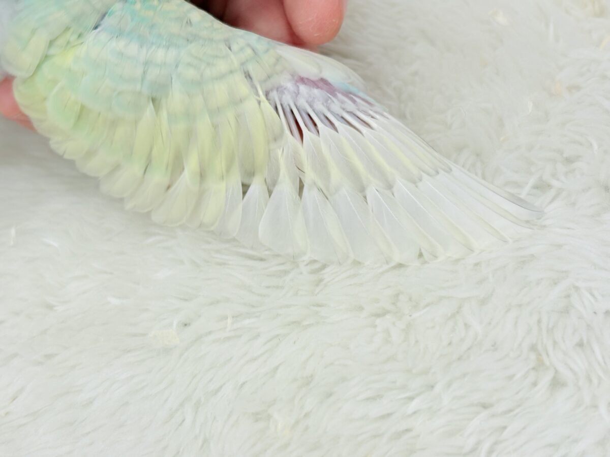 カメラ目線なら任せてね🐣🫧セキセイインコ(パステルカラーレインボー) ヒナ セキセイインコ