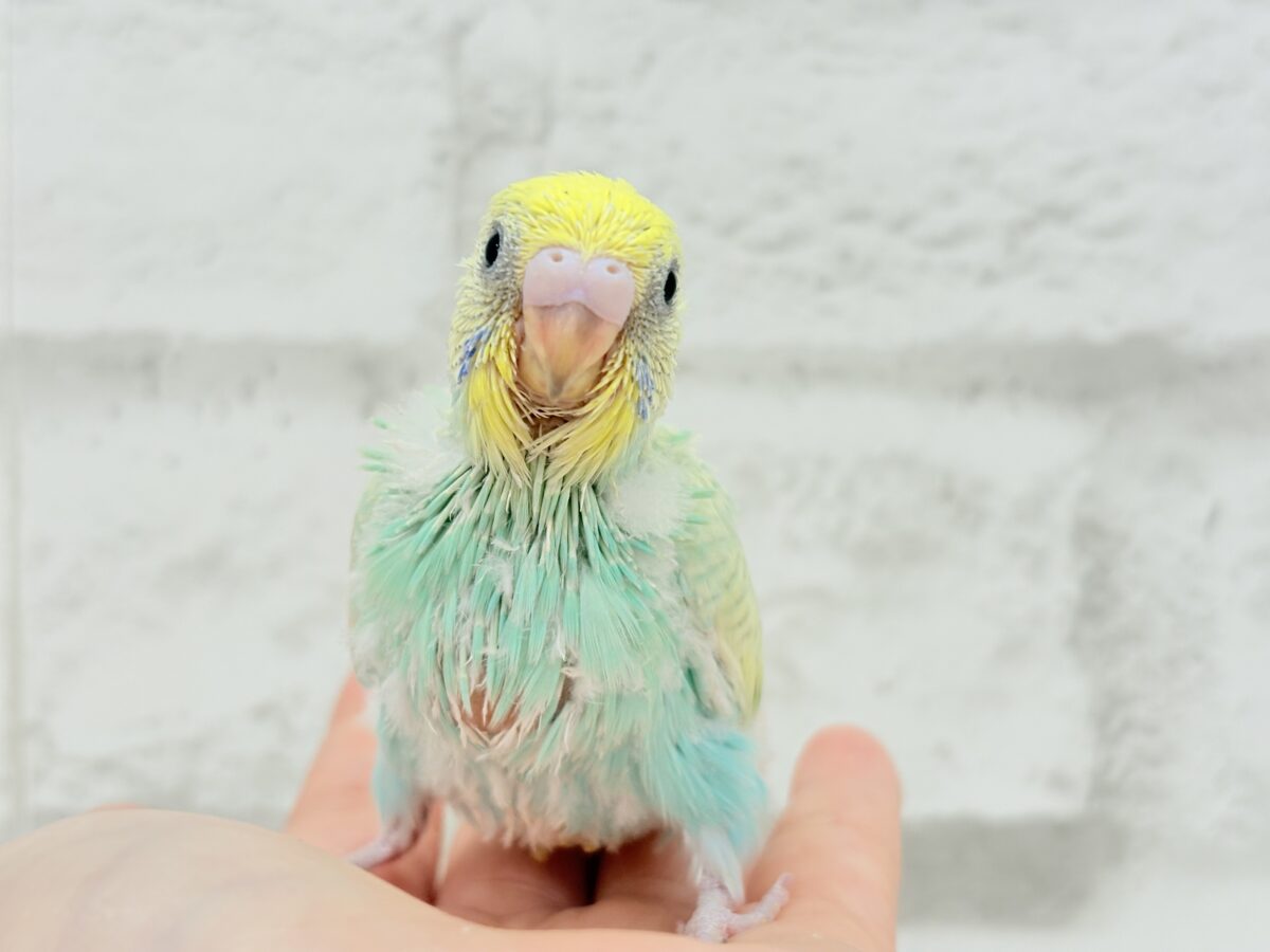 カメラ目線なら任せてね🐣🫧セキセイインコ(パステルカラーレインボー) ヒナ セキセイインコ